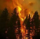 Waldbrand2
